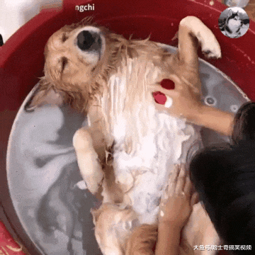 金毛在洗脚盆洗澡，因表情“舒服”而走红，太懂得享受了