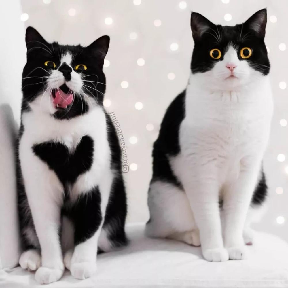 这只奶牛猫不仅会比心! 还有卡姿兰大眼睛