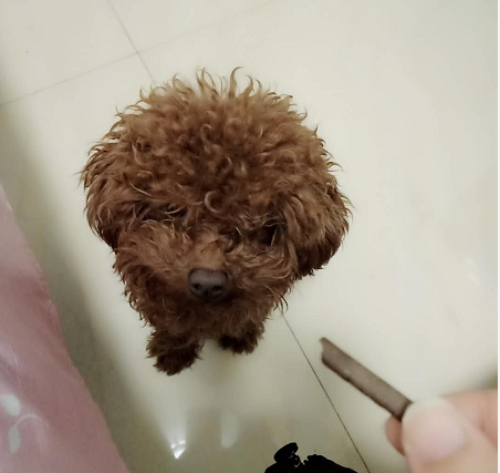 家里的泰迪为了吃, 它已经把自己的自尊扔掉了
