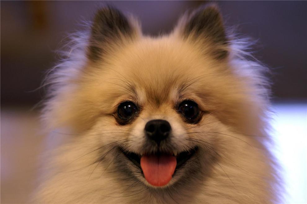 宠物犬咬人怎么办