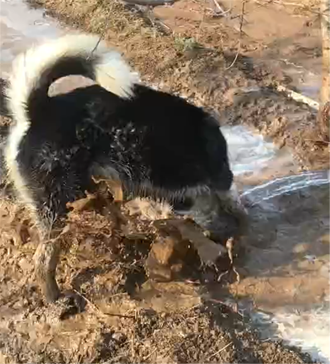 主人给果园浇水，二哈站在水坑里乱刨，狗：请叫我浇水汪……