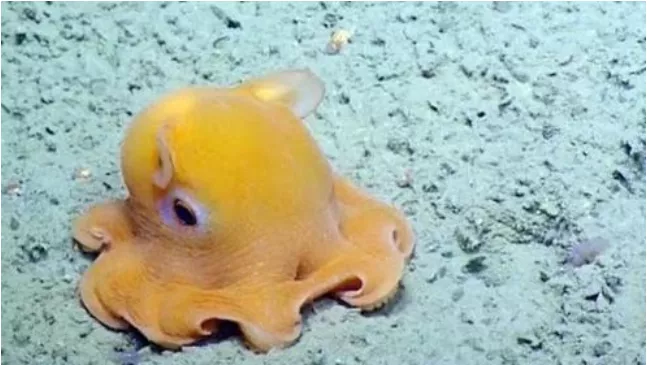 世界上最萌的章鱼，一害羞就把脑袋捂住，各种可爱动作萌翻你