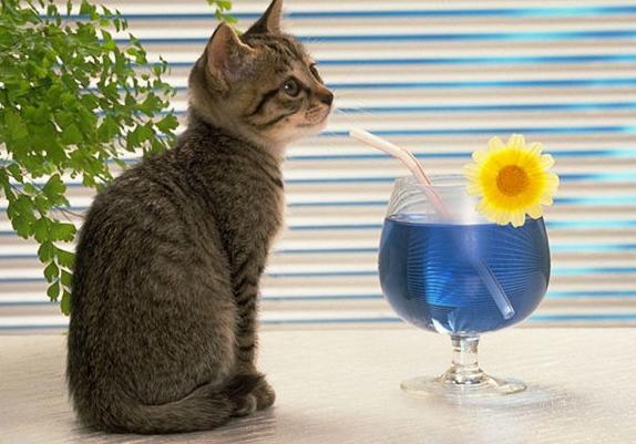 小奶猫刚接回家，但却只肯躲在一边不出来，如何跟猫咪建立信任感