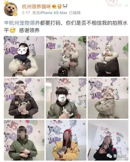 捐赠900块之后，我领养到了一只生病的英短小猫