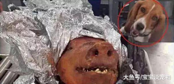 机场警犬拦截一只烤佩奇，满眼渴望走不动路了，狗狗：真香啊！