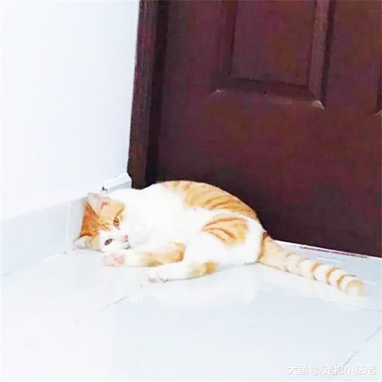 猫咪乖乖地躺在墙角，当男子去抱它时，却发现异样，直接傻眼！