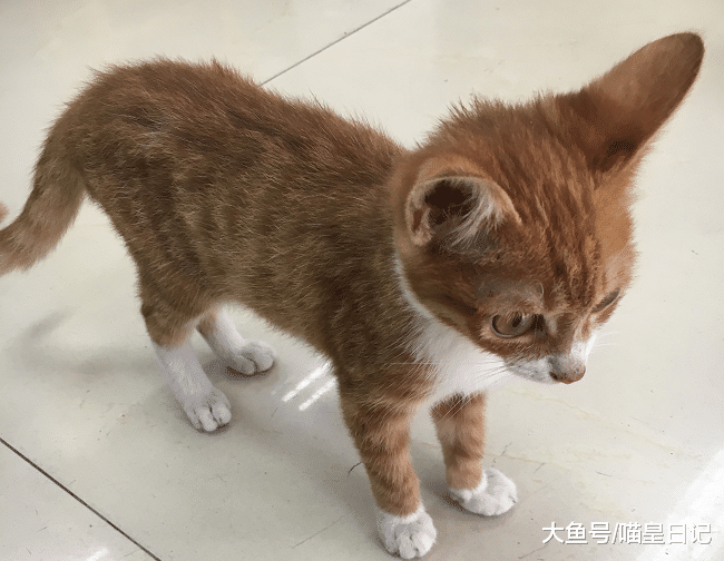 铲屎官分享自家橘猫成长史，朋友惊呼：这就是传说中的大变活猪？