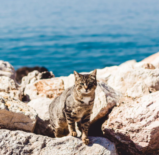 中华田园猫又丑又土？有这种想法的人是什么心理？你喜欢田园猫吗