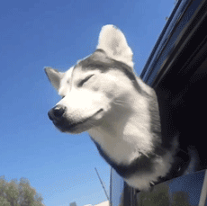 完了！我竟然被一只狗给撩到了，是恋爱的感觉了...