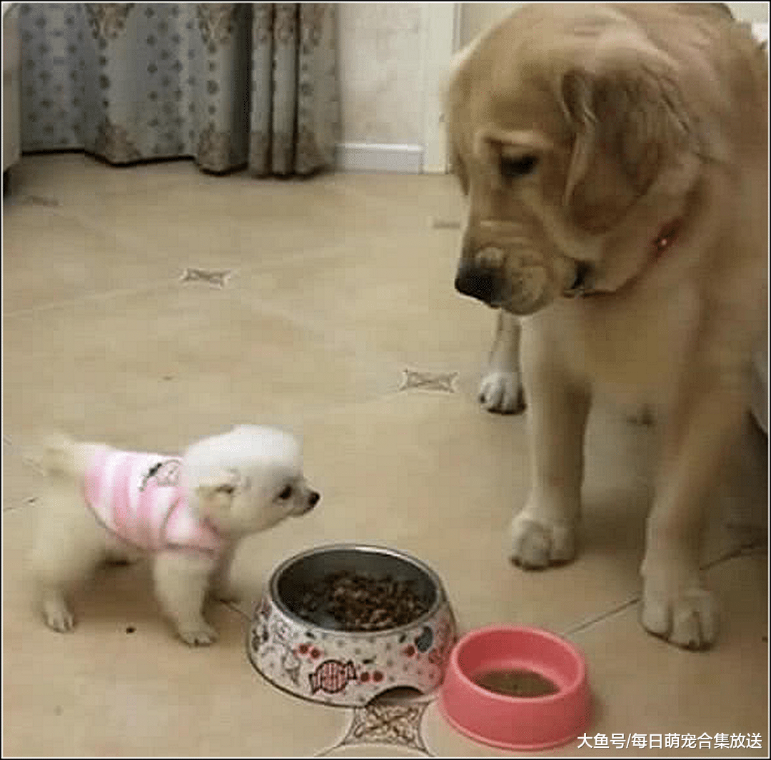 金毛准备吃狗粮，发现博美在吃自己的食物，随后一幕让主人愣住了