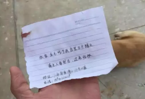 金毛失踪12小时，一大早回来带回一封信，一看内容主人气坏了！