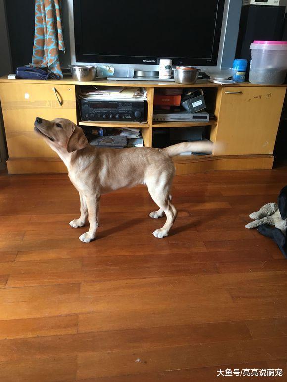 两只狗子只能看着窗外，出门玩只能是想想，狗：好久没出去了