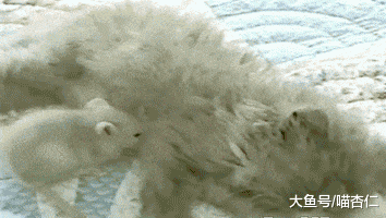 网友总感觉被眼神注视着，但找不到对方，直到有天抬头一看……