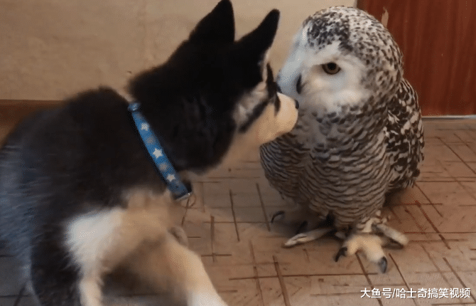 网友给二哈找了个“媳妇”，战斗力比它还强，以后不好过了