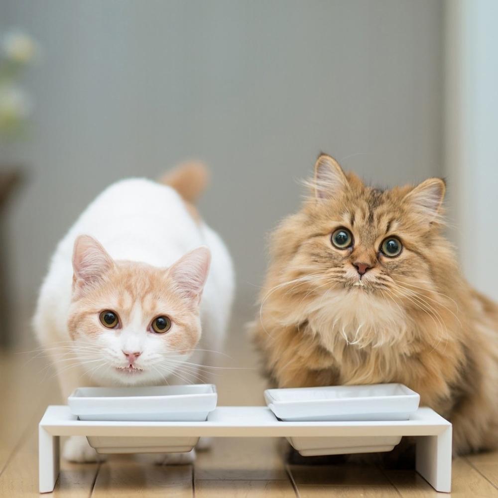 别人家猫智商像开了挂, 我的猫像彻底挂了!