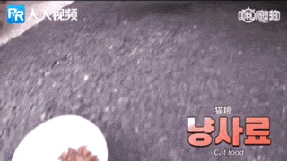 流浪猫为保护宝宝钻在车底，不敢离开小猫，长期憋尿导致身体异常