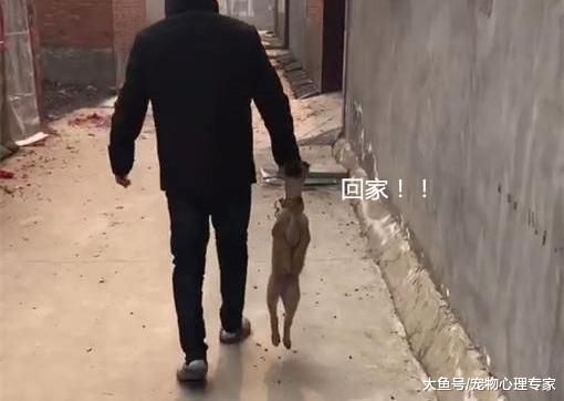 小黄彻夜未归，父亲大早出去找狗：像极了小时候网吧里的我