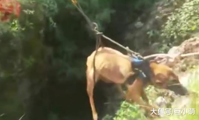 警犬训练掉洞里，民警无奈打119救助，狗狗上来后趴怀里求安慰
