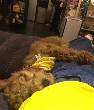 女孩养了条巨型贵宾犬，两个月的相处，克服了对动物的恐惧