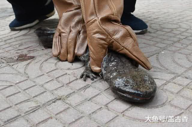 本以为是只变异鱼，直接就买回来养着，不料却酿下了大错！