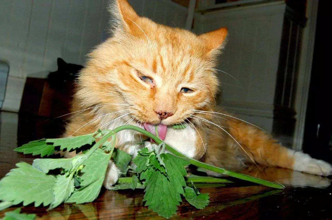猫薄荷的魔术，能让猫咪开心一个下午！