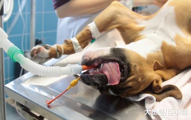 担心狗狗麻醉会出意外？其实这都是多余的，麻醉你想象中要安全