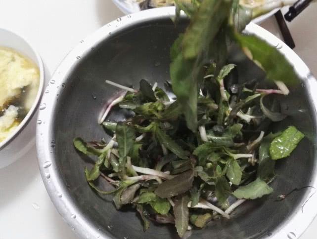 無污染無添加的野生蔬菜，渾身是寶，看見了切記不要連根撥起