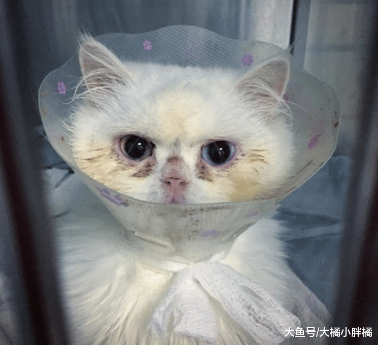 白猫将被安乐死，只因它不会喵叫，救过它一次的兽医却不忍心下手