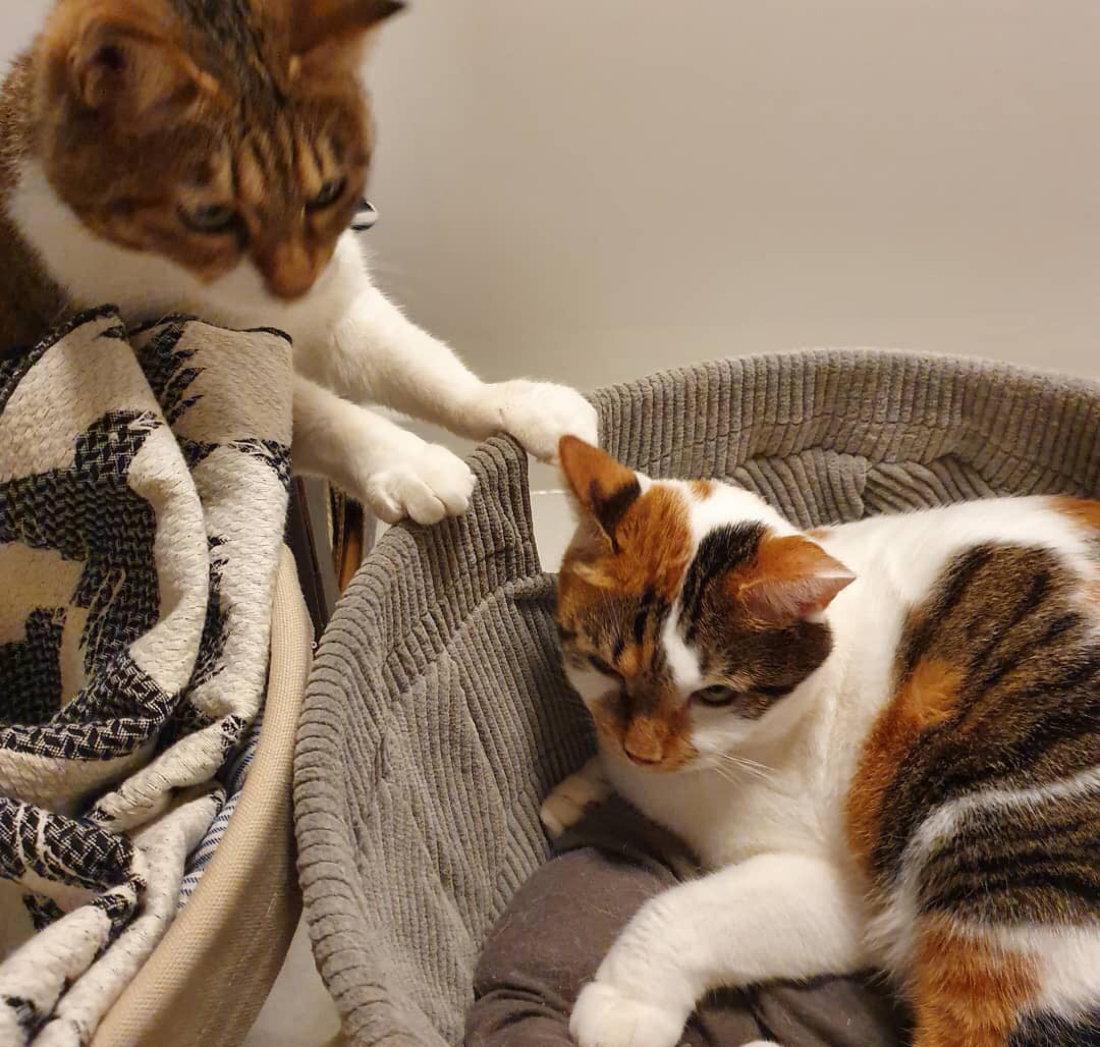 两只猫咪每天都这样秀恩爱，萌炸了！其实是太天气冷了挤挤更暖和