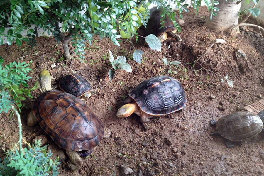 养龟新思路，乌龟干养到底行不行？