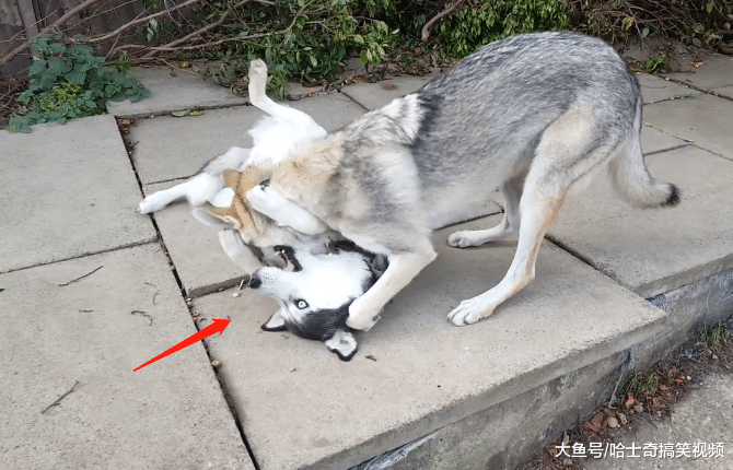 二哈跟狼犬一起生活后，結果一點脾氣都沒了，汪：給點面子