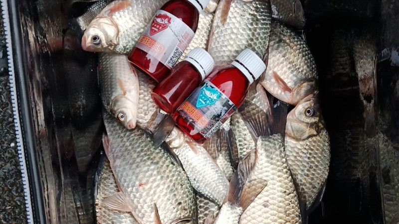 老渔翁说漏嘴，钓鱼就用这小玩意！一次放几滴，鱼获猛增10倍