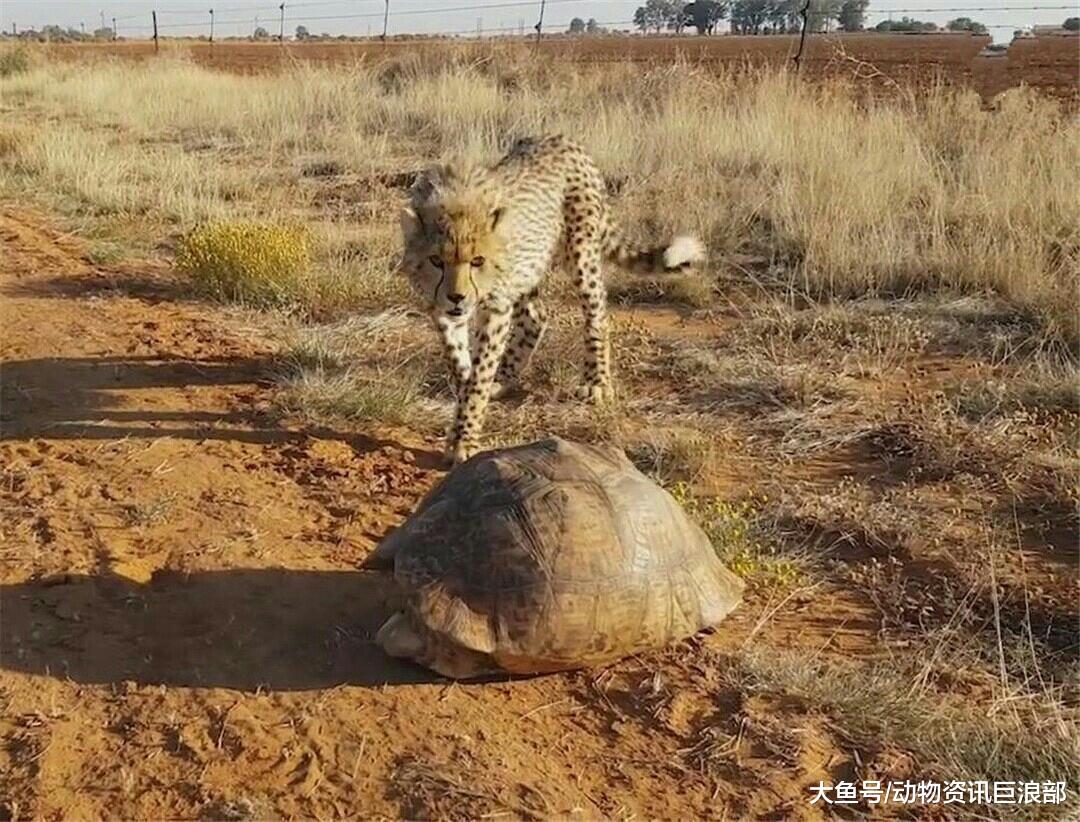 两头小猎豹被象龟吓得不敢靠近 象龟: 我更慌