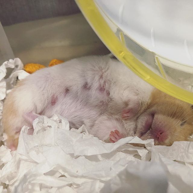 仓鼠打扰主人学习，为摆脱鼠鼠的纠缠，饲主无奈停笔撸鼠