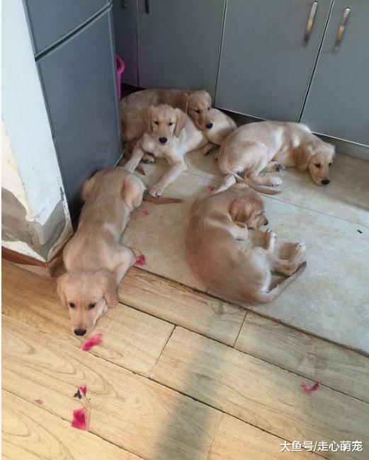 家里养了7只金毛嫌房子小, 房子卖了老婆跑了, 还好有狗