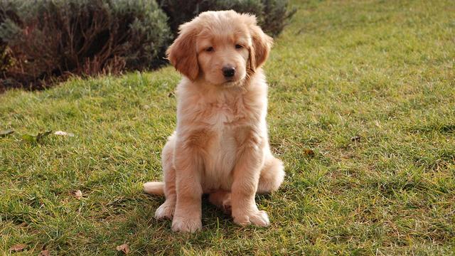 狗狗会因为喜欢主人而包容一些事，但并不代表狗狗喜欢这些举动