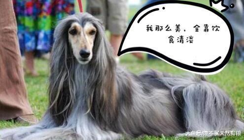 狗狗有没有“白”养，看它有没有这些表现就知道！