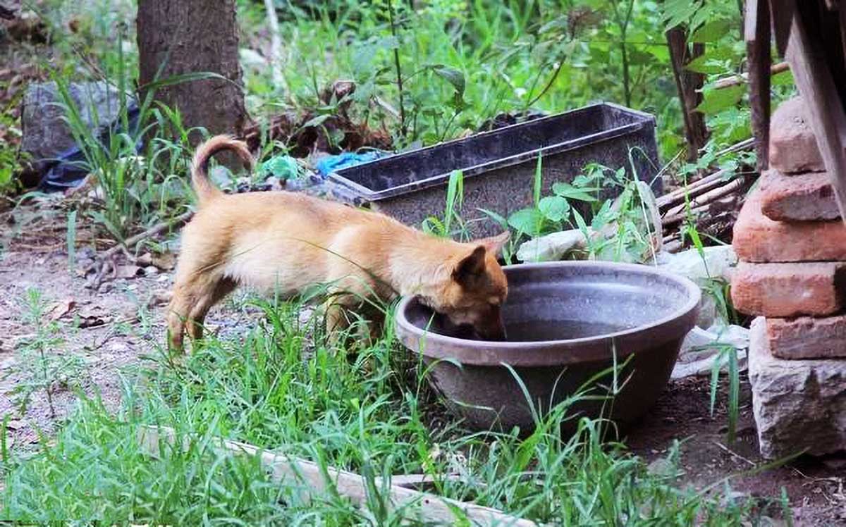 老人身患重病，却坚持收养流浪狗，他的善良，竟给他换来了希望！