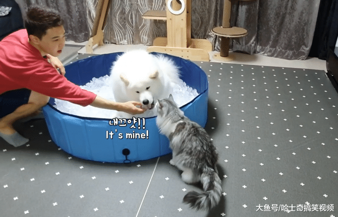 男子养了只大白狗，还给它做了个“冰窝”，结果舍不得出来了