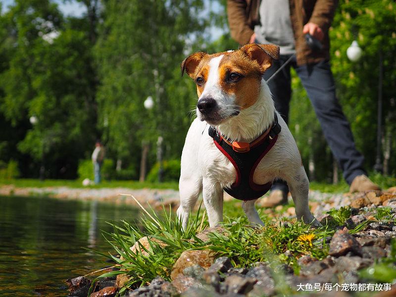 每次遛狗都成了狗遛人，狗狗想去哪里，你真的知道吗