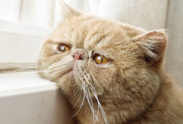 猫咪忽然食欲不振代表了什么呢，宠物主人应该怎么解决这个问题，让猫咪的食欲好起来？