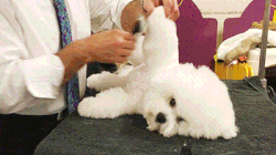 没买到猎狐梗，带回四只雪纳瑞，我的人生从此彻底……