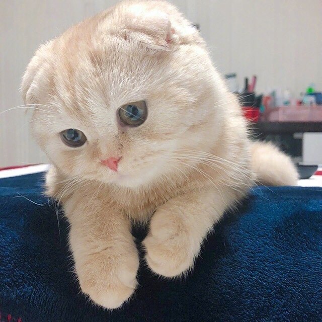 人生嘛，没有什么是撸撸猫过不去的，如果有，那么就是时间不够