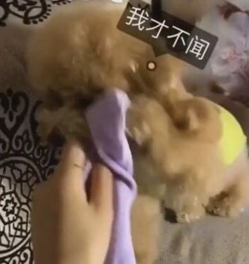 小狗被臭袜子熏，直接闭眼晕倒，有毒！