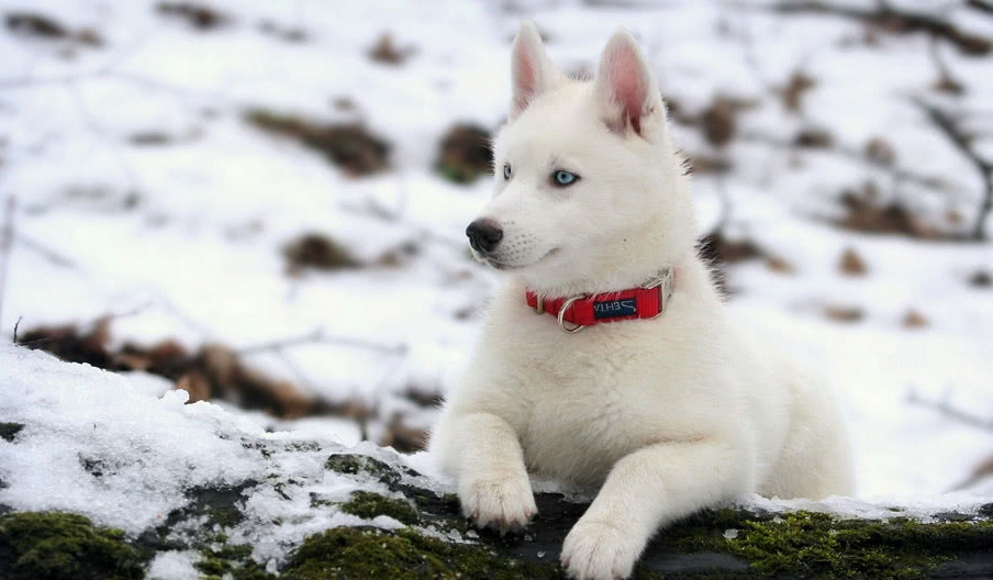 哈士奇诞下小奶狗，女主人回家看到差点晕了过去，抱着枕头痛哭