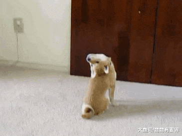 柴犬战胜二哈，荣登榜首成为最像狼的狗，网友：柴，请展示你的狼性