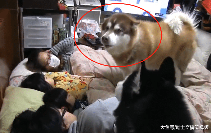 阿拉从小就跟主人一起睡，结果现在3岁了，还当自己是小狗