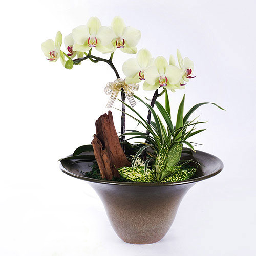 ?兰花枯萎后，怎样才能再次开花？这里知道来看看吧
