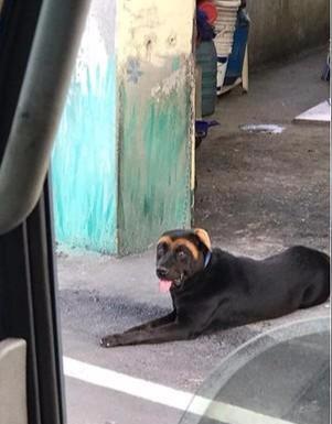 狗狗也爱美，背着主人跑去纹了个M字眉，黑狗黄眉就像搞笑漫画