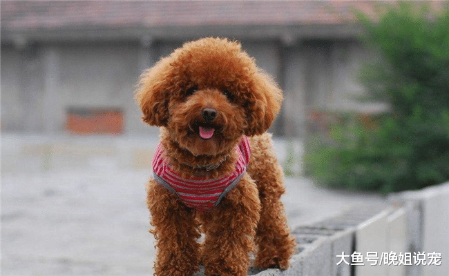最容易生病的5种狗, 随便吃点东西就会生病, 宠主养它们要当心